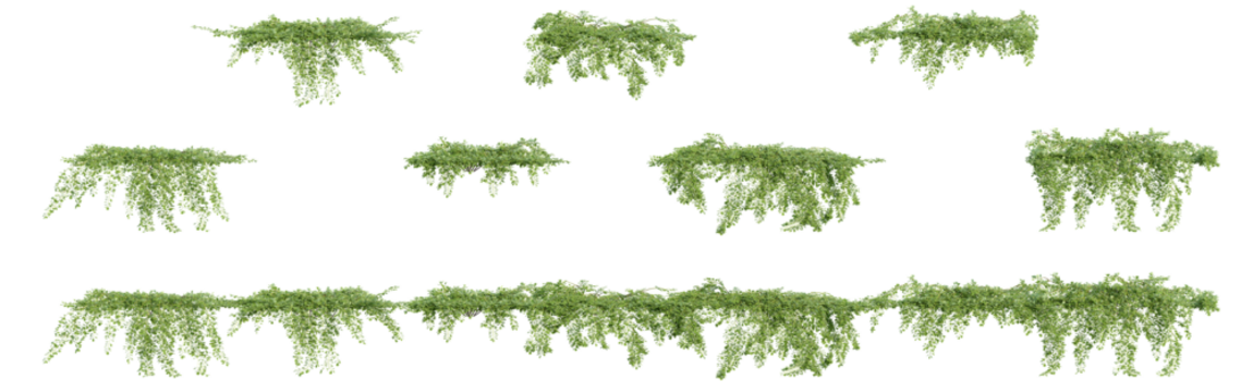 climber plants, creeper plants, 3D rendering with transparent background, for illustration, digital composition, architecture visualization