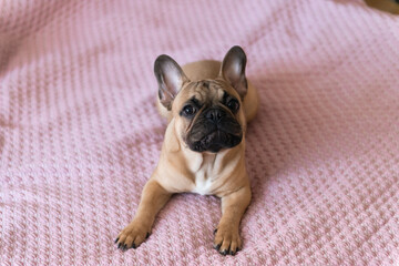Cute french bulldog puppy laying on bed at hoe