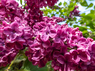 Award-winning Common Lilac (Syringa vulgaris) 'Andenken an Ludwig Spath' blooming with slender...