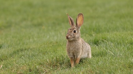 A young rabbit eats fresh spring grass in a California park.