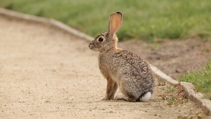 Naklejka na ściany i meble A young rabbit eats fresh spring grass in a California park.