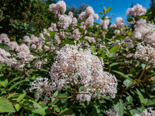 Jersey tea ceanothus, red root, mountain sweet or wild snowball (Ceanothus americanus) having thin branches flowering with white flowers in clumpy inflorescences in garden in summer