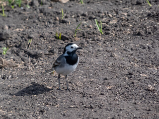 The white wagtail (Motacilla alba) with white and black plumage and with the characteristic long tail