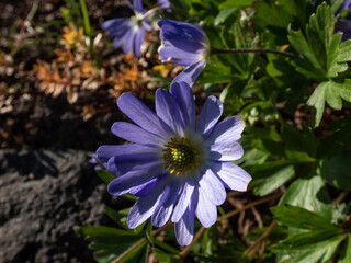 Close-up of the Balkan anemone, Grecian windflower or winter windflower (Anemone blanda or Anemonoides blanda) blooming in bright sunlight in garden in early spring