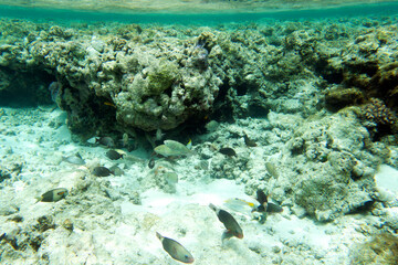 Panoramic view of corals