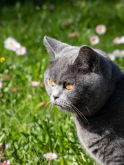 The British Shorthair with a distinctively stocky body, thick, solid grey-blue coat and large round eyes that are deep coppery orange outdoors with green grass and flowers background