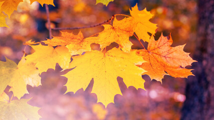 Maple branch with colorful autumn leaves, autumn forest