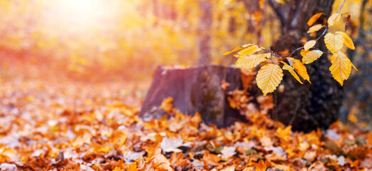 Autumn forest with yellow leaves on a tree and on the ground near a stump in sunny weather - obrazy, fototapety, plakaty