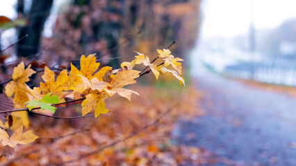 An autumn park with colorful leaves on a tree branch, fallen leaves and an alley for walking on a sunny day