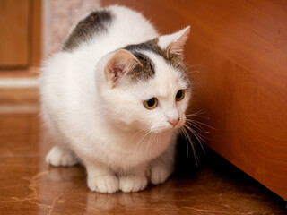 Fototapeta na wymiar A white spotted cat with an attentive look sits on the floor near the bedside table in the room