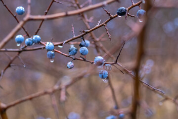Blackthorn branch with blue berries covered with raindrops in the forest in autumn