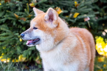 Close-up of an Akita dog in an autumn park