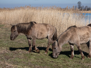 Fototapeta premium Grey and black Semi-wild Polish Konik horses eating grass next to a river in a floodland meadow with green vegetation in summer. Wild horse reintroduction
