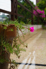 Portulaca oleracea magenta pink flower in water droplets in pot on the walkway during the rain. Portulaca crimson flower, ornamental form, vertical picture, selective focus, blurred natural background