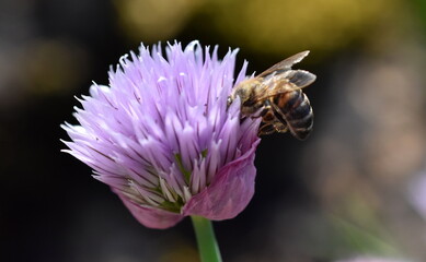 Biene auf einer Schnittlauchblüte