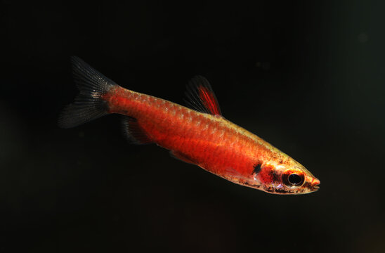 New Pencilfish (Nannostomus sp. 'Super Red Amaya')