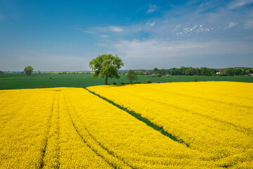 Yellow rapeseed field at sunny day, Sobieszewo Island. Poland