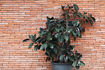 Fototapeta na wymiar Rubber Plant or Rubber fig (Ficus elastica)