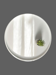 Fresh sunny summer green succulent in a pot in the sun with shadows on a white podium, copy space, gray background . Top view