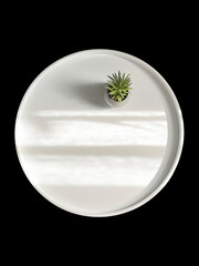 Green succulent in a pot in the sun with shadows on a white podium, copy space, black background . Top view