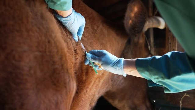 Veterinarian inoculates a cow in the neck against anthrax