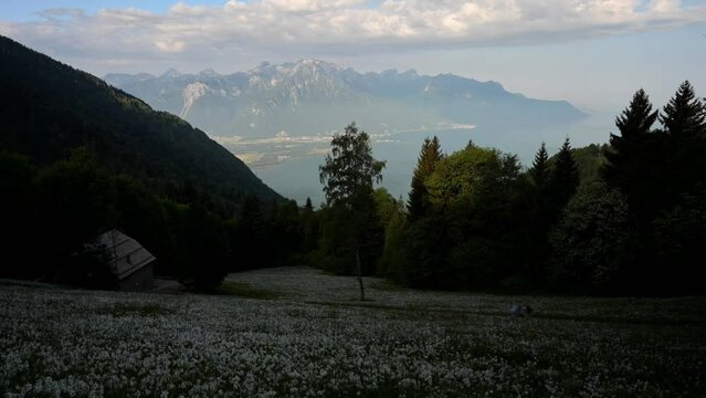 Landscape with mountains and sky. White Daffodils Blooming in spring. Narcissus poeticus. pheasant's eye. Les Pleiades, Switzerland. Time lapse.