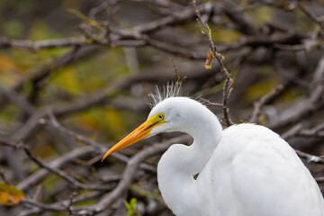 Egret