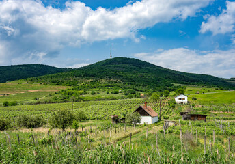 Tokaj mount in eastern Hungary