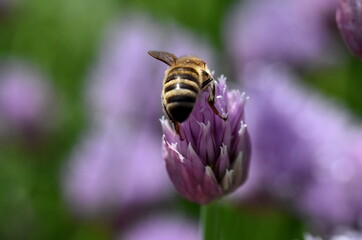 Biene auf einer Schnittlauchblüte
