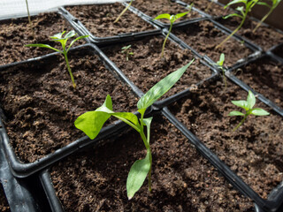 Small, green home-grown pepper plant growing in a plastic pots on a window sill in bright sunlight. Indoor gardening and germinating seedlings. Food growing from seeds