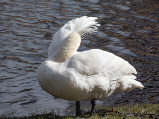 Adult mute swan (cygnus olor) cleaning it's feathers near a lake in sunlight with dark water background