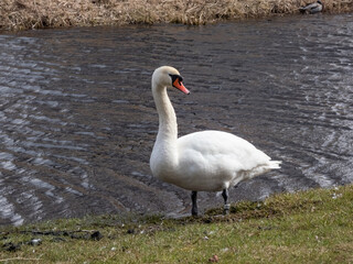 Adult mute swan (cygnus olor) standing near a lake in sunlight with dark water background