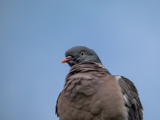 The common wood pigeon or woodpigeon (Columba palumbus) sitting on a cable with blue sky in background