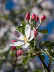 Obraz premium White and pink buds and blossoms of apple tree flowering in an orchard in spring. Branches full with flowers with open and closed petals in bright sunlight