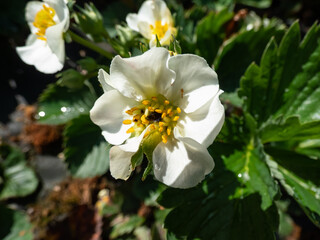 Close-up of strawberry flowers with visible frost damage in the center of the flower that turns...