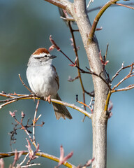A chipping sparrow sits in a tree on a sunny day, with a blue backgroung