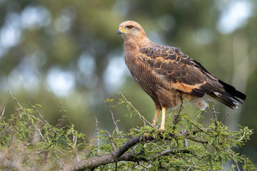 Savanna Hawk