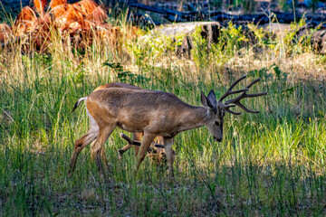 Two deers in the meadow in the Yosemite Valley. Yosemite National Park, California, USA
