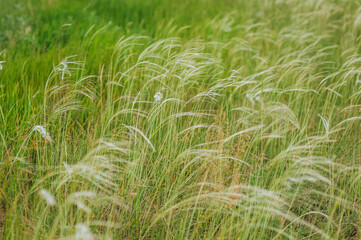 Flowering set of rare beautiful green feather grass in a field in nature. Close-up photo, plants in...