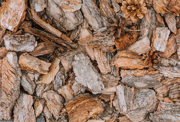 Background, texture of pine bark with cones in the forest. Close-up photography, nature, top view.