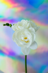 White freesia blooming against a gradient background