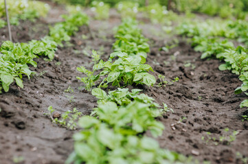 Green bushes of potato plant grow in the garden. Nature, growing food.