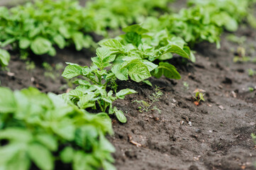 Green bushes of a potato plant grow in a garden on a plantation. Close-up photography, nature, food growing, agriculture.