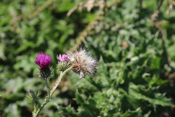 Wildblumensamen im Wind. Schöne Natur. Vermehrung durch Samen. Verschwommener Hintergrund. Sommer...