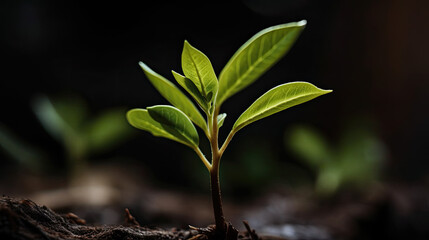 Young green plant in the soil,concept of new life and growth