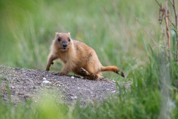 groundhog baibak kid