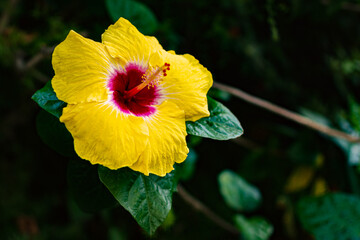 Flores