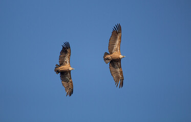 osprey in flight