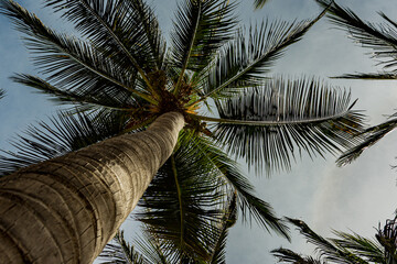 Palmera