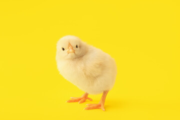 Cute little chick on yellow background
